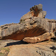 Boomslang thumbnail