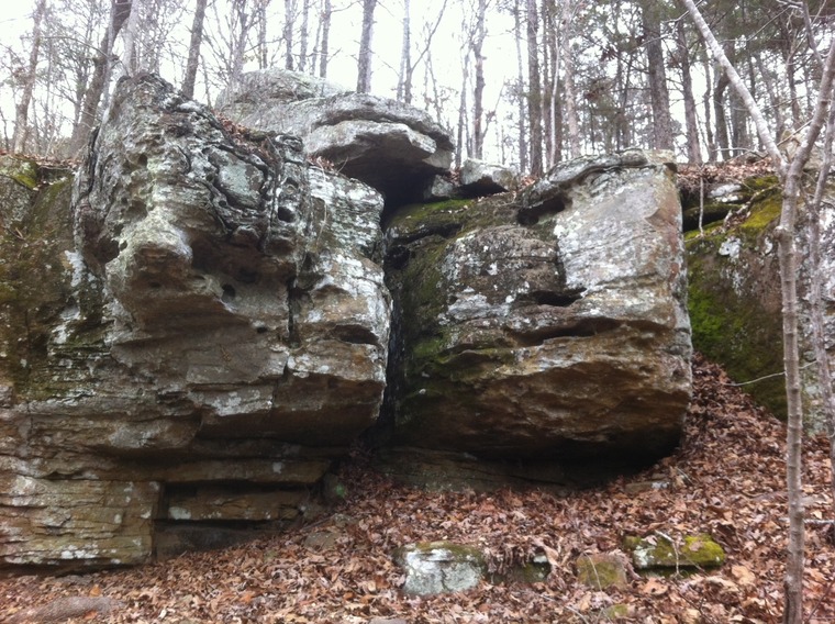 The Toad Stool