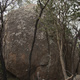 Treevenge thumbnail
