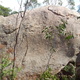 Angelina Strikes Again thumbnail