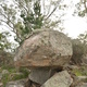 Amoeba thumbnail