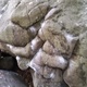 Bubblegum Face thumbnail