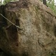 Крапива / Nettle thumbnail