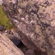 Klaustrofobiska vibrationer thumbnail