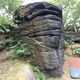 Nutwood thumbnail