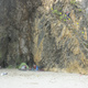 Artificial KODOK RIMBA thumbnail