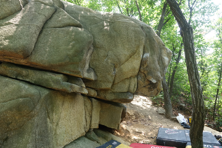Fossil Snake