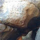 Mountain Goat thumbnail
