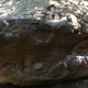 Goya thumbnail