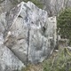 Svensk tiger thumbnail