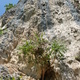 Bagira thumbnail