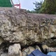 Soft Tree thumbnail