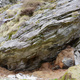Pluto thumbnail